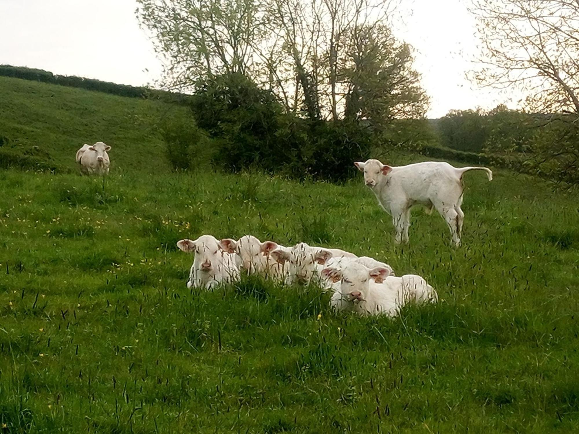 Gite A La Ferme Le Rousset Экстерьер фото