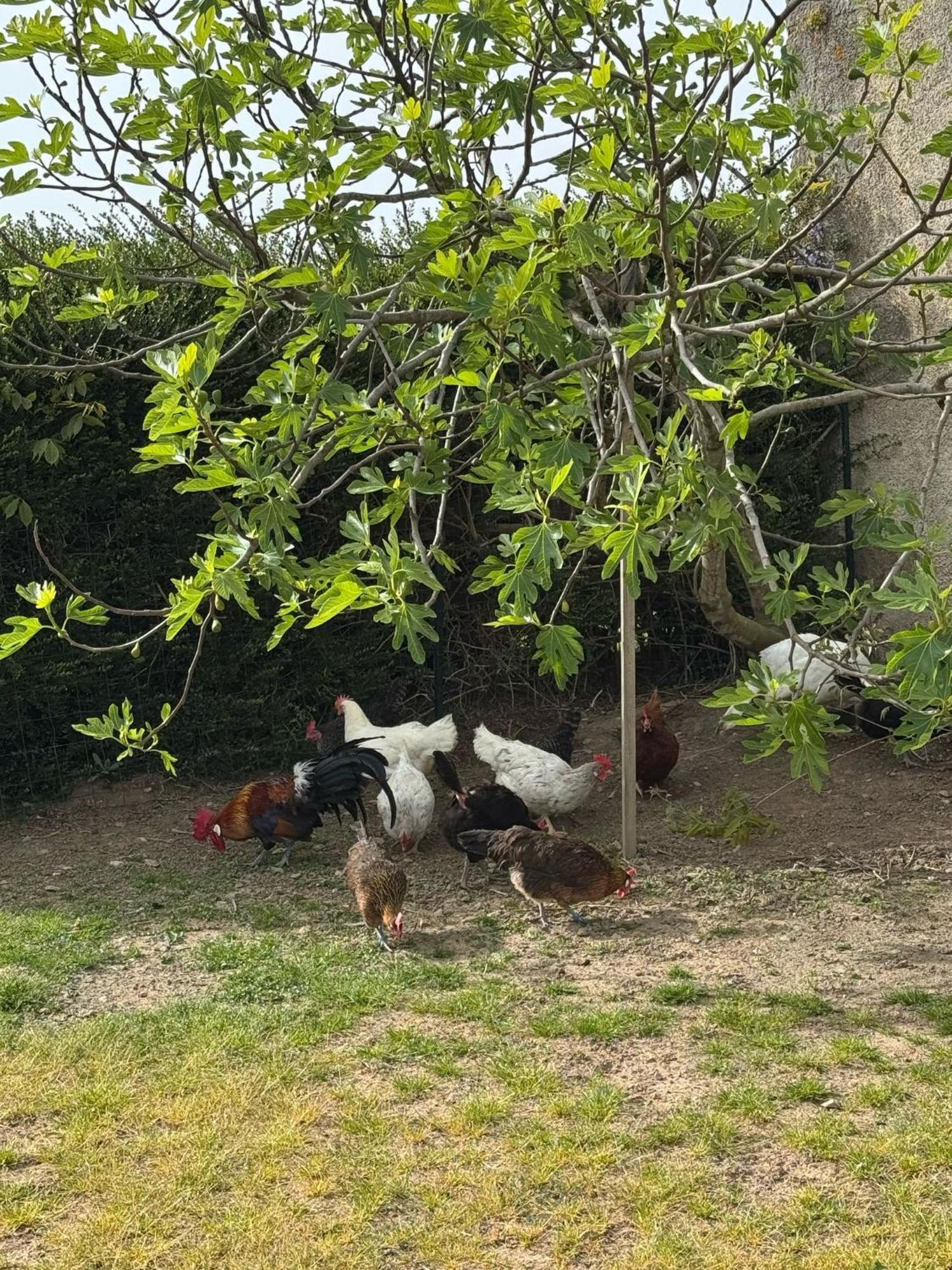 Gite A La Ferme Le Rousset Экстерьер фото